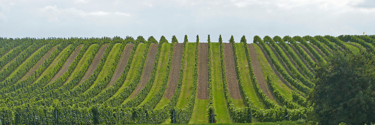 Neusiedlersee-Hügelland