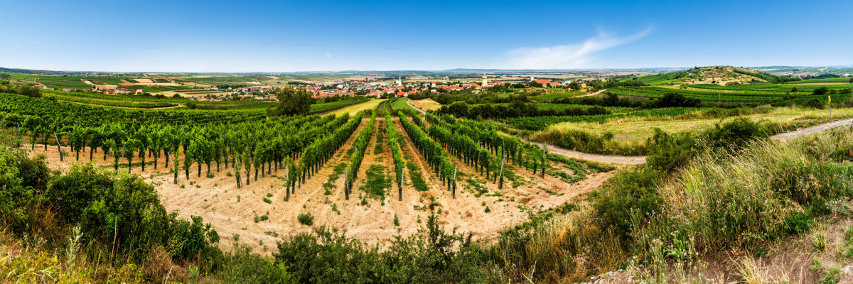 Weinviertel